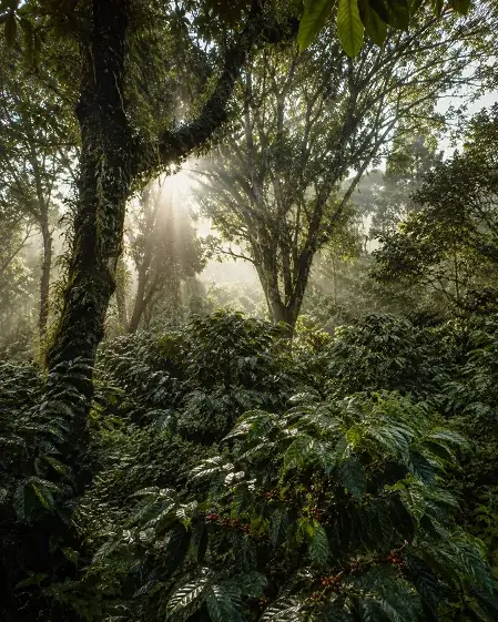 High Canopy Shade